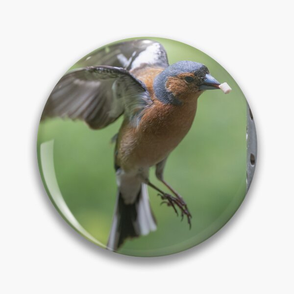Artikelvorschau, Eurasischer Buchfink (Fringilla coelebs) entworfen und verkauft von Stephen Jarman.