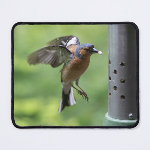 Item preview, Eurasian chaffinch (Fringilla coelebs)  designed and sold by Stephen Jarman.