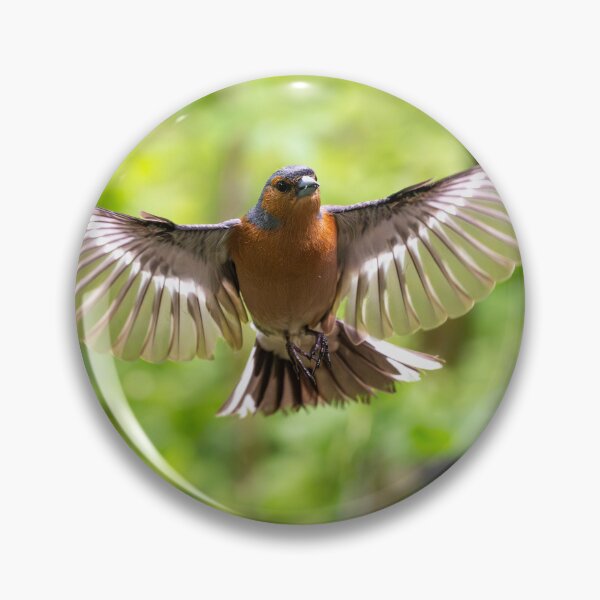 Item preview, Male common Chaffinch (Fringilla coelebs) designed and sold by Stephen Jarman.
