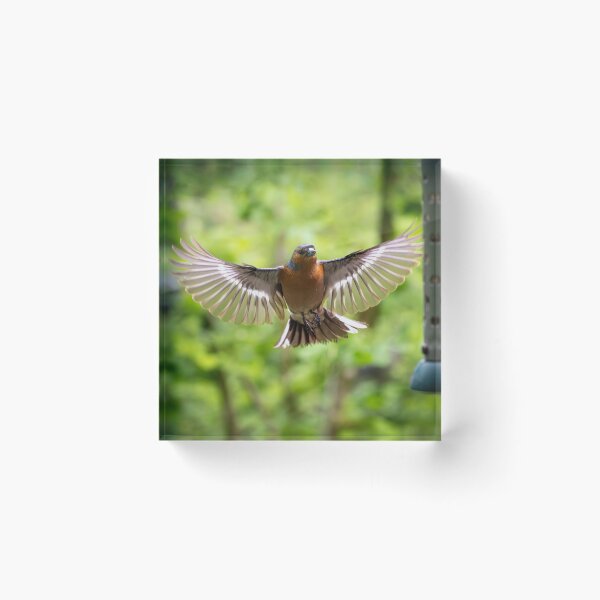 Item preview, Male common Chaffinch (Fringilla coelebs) designed and sold by Stephen Jarman.