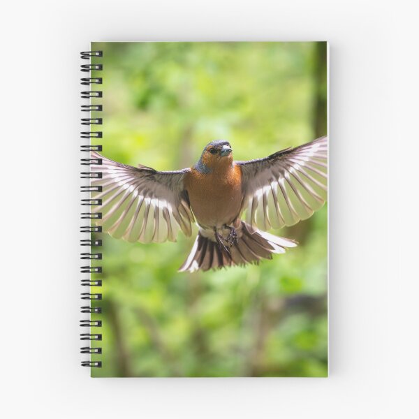 Item preview, Male common Chaffinch (Fringilla coelebs) designed and sold by Stephen Jarman.