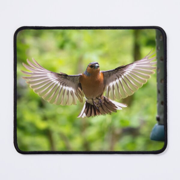 Item preview, Male common Chaffinch (Fringilla coelebs) designed and sold by Stephen Jarman.