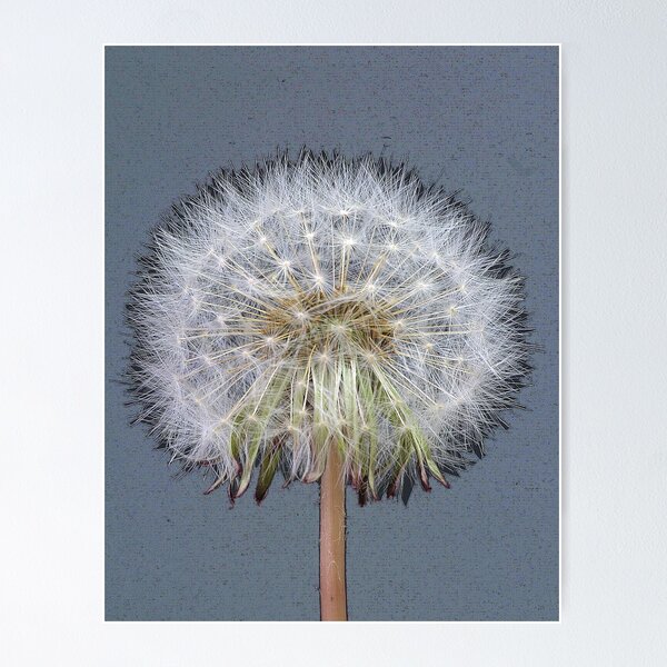 Item preview, Dandelion Clock in Blue designed and sold by John Bromley.
