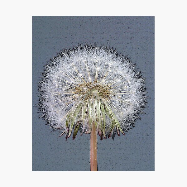 Item preview, Dandelion Clock in Blue designed and sold by John Bromley.