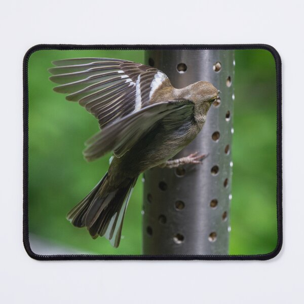 Item preview, Female common Chaffinch  designed and sold by Stephen Jarman.