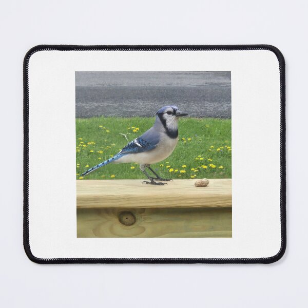 Item preview, Blue jay designed and sold by Harmonyfellowship23.