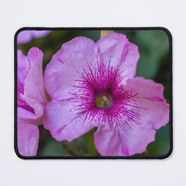 Item preview, Pink Petunia Close-Up Bloom With Veined Center in Garden Macro Floral Portrait designed and sold by Nmallia.