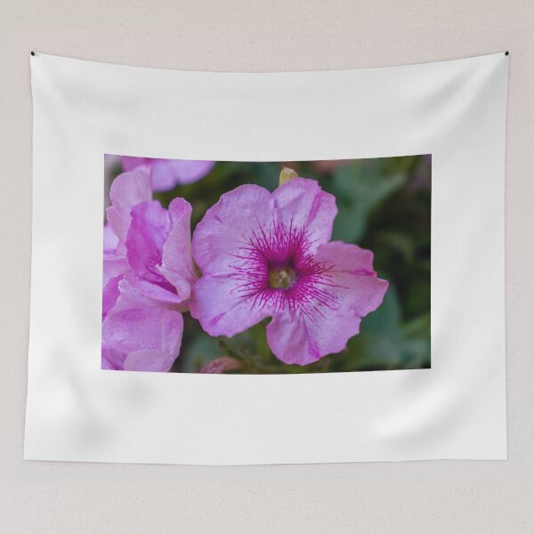 Item preview, Pink Petunia Close-Up Bloom With Veined Center in Garden Macro Floral Portrait designed and sold by Nmallia.