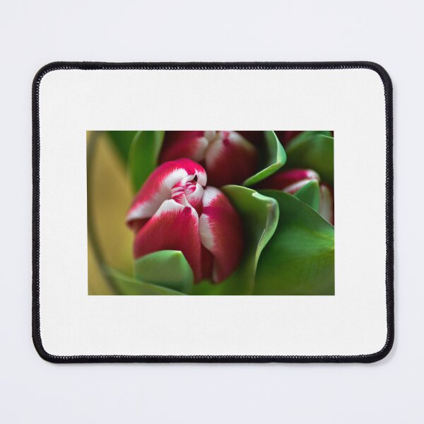 Item preview, Tulip Dream designed and sold by PetalWhisperer.