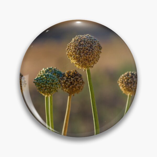 Item preview, Allium Flower Seed Heads in Sunlit Field Close-Up With Tall Green Stems and Dried Blooms designed and sold by Nmallia.