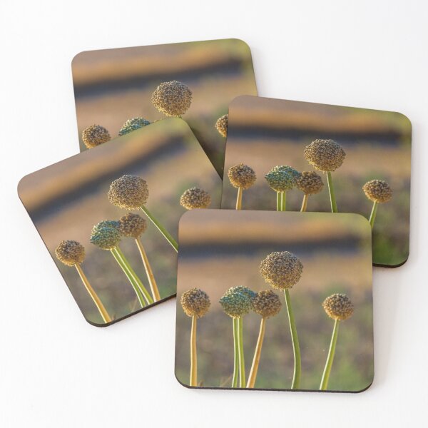 Item preview, Allium Flower Seed Heads in Sunlit Field Close-Up With Tall Green Stems and Dried Blooms designed and sold by Nmallia.