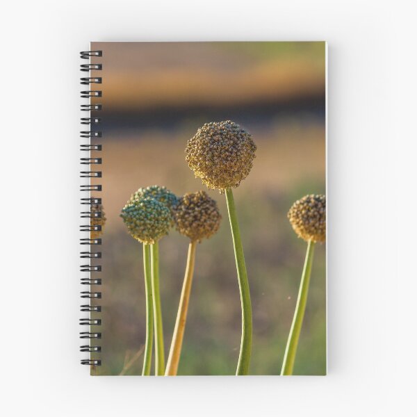Item preview, Allium Flower Seed Heads in Sunlit Field Close-Up With Tall Green Stems and Dried Blooms designed and sold by Nmallia.