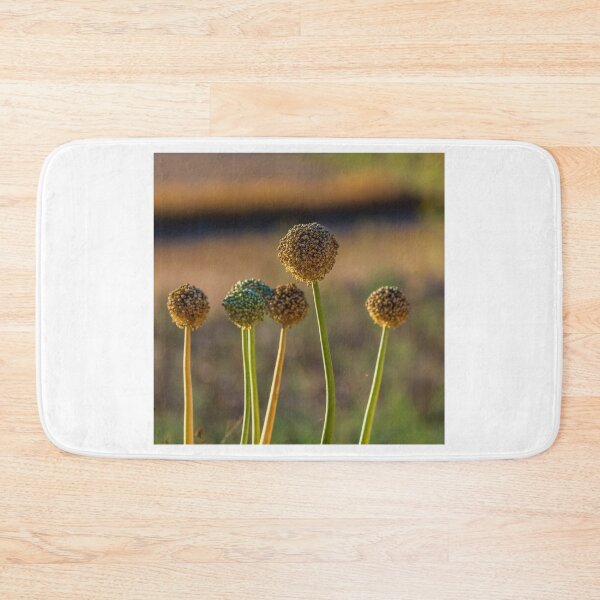 Item preview, Allium Flower Seed Heads in Sunlit Field Close-Up With Tall Green Stems and Dried Blooms designed and sold by Nmallia.