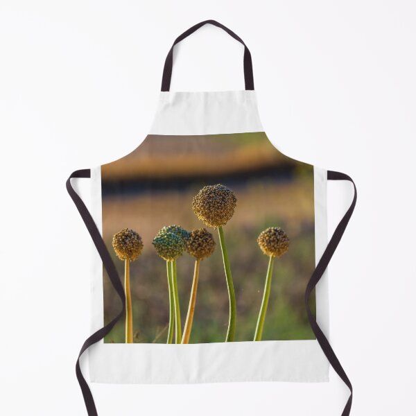 Item preview, Allium Flower Seed Heads in Sunlit Field Close-Up With Tall Green Stems and Dried Blooms designed and sold by Nmallia.