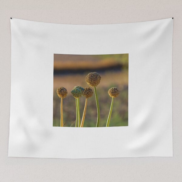 Item preview, Allium Flower Seed Heads in Sunlit Field Close-Up With Tall Green Stems and Dried Blooms designed and sold by Nmallia.