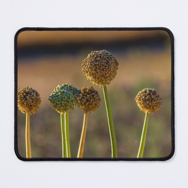 Item preview, Allium Flower Seed Heads in Sunlit Field Close-Up With Tall Green Stems and Dried Blooms designed and sold by Nmallia.