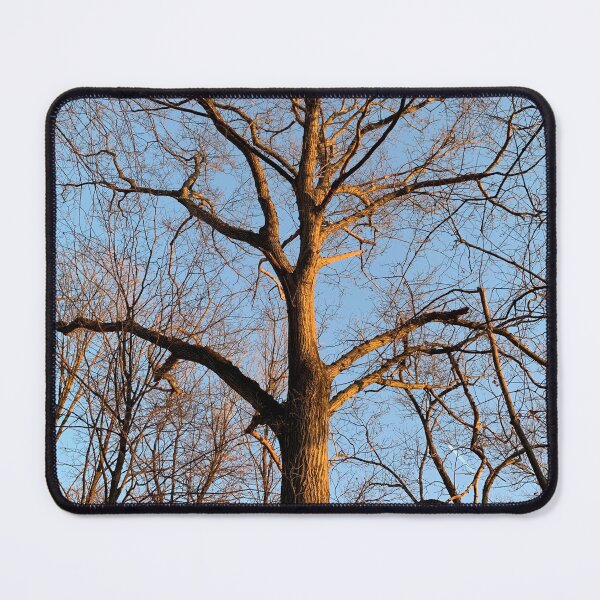 Item preview, Sun soaked branches designed and sold by Harmonyfellowship23.