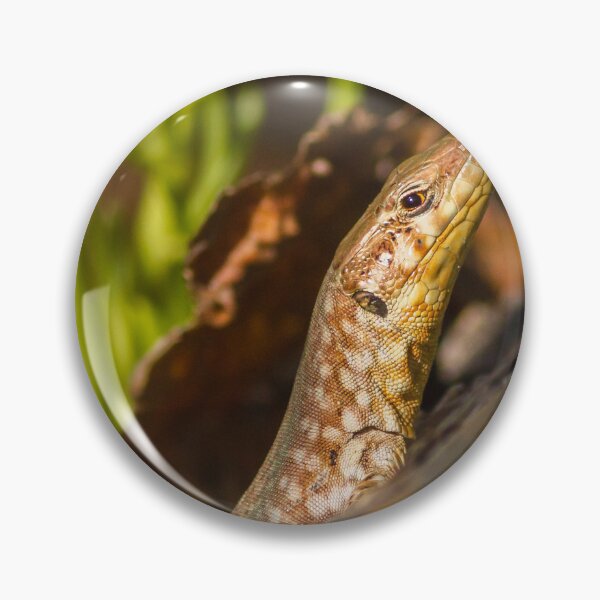 Item preview, Close-Up Lizard Portrait Among Desert Plants Sunlit Reptile on Rock Macro Wildlife Photo designed and sold by Nmallia.