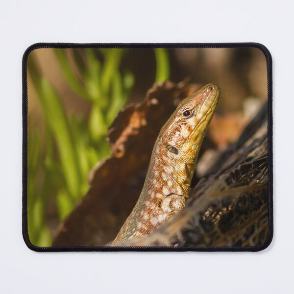 Item preview, Close-Up Lizard Portrait Among Desert Plants Sunlit Reptile on Rock Macro Wildlife Photo designed and sold by Nmallia.
