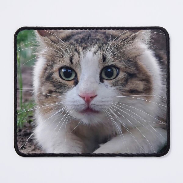 Item preview, Curious Fluffy Cat in the Garden – Cat Photography designed and sold by MB-CatPrints.