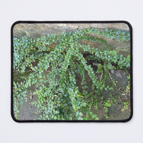 Item preview, Cascading Green Garden Shrub designed and sold by PhuongVoArt.