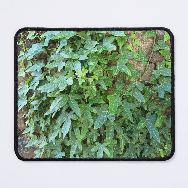 Item preview, Green Ivy on Stone Wall designed and sold by PhuongVoArt.