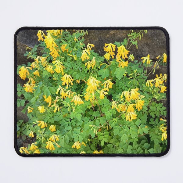 Item preview, Yellow Corydalis Wildflower Bloom designed and sold by PhuongVoArt.
