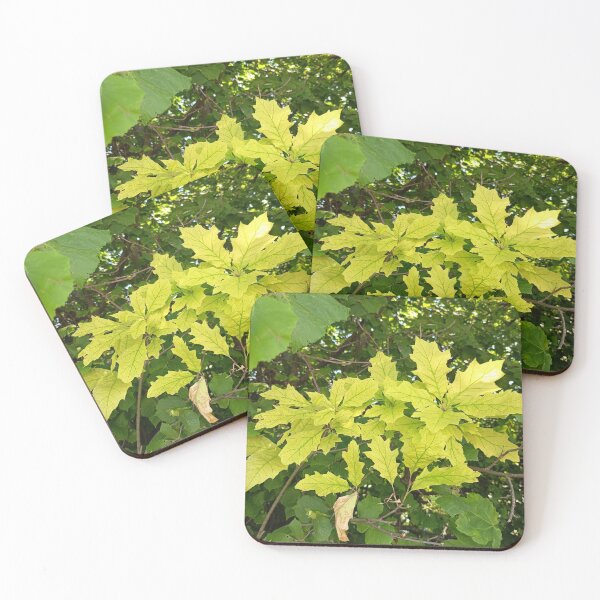 Artikelvorschau, Golden Maple Leaves in Sunlight entworfen und verkauft von PhuongVoArt.