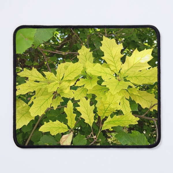 Item preview, Golden Maple Leaves in Sunlight designed and sold by PhuongVoArt.