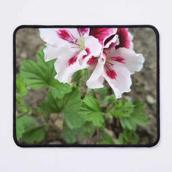 Item preview, Pink and Burgundy Geranium Bloom designed and sold by PhuongVoArt.