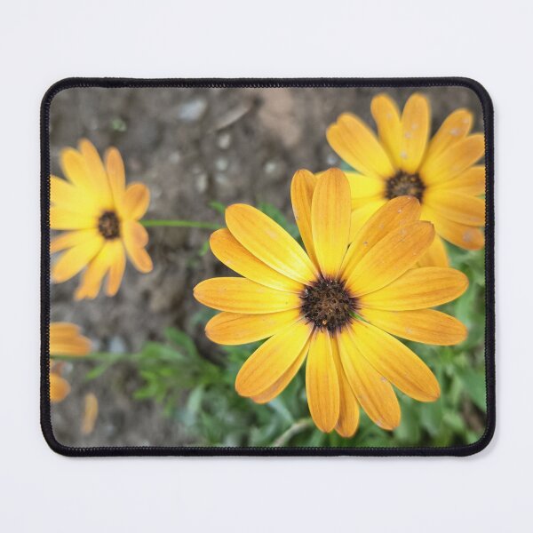 Item preview, Golden African Daisy Bloom designed and sold by PhuongVoArt.