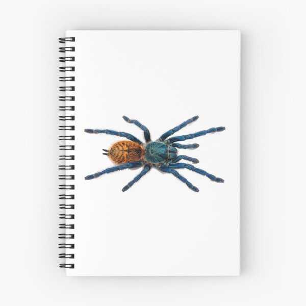 Item preview, Blue horseshoe tarantula designed and sold by Chaoscience.