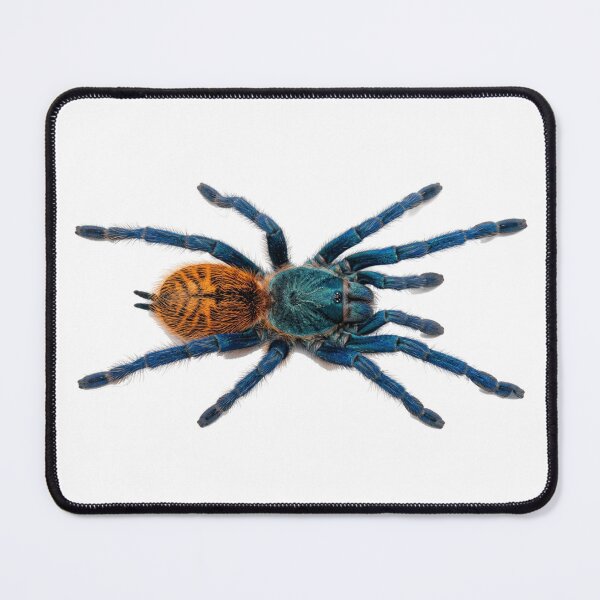 Item preview, Blue horseshoe tarantula designed and sold by Chaoscience.