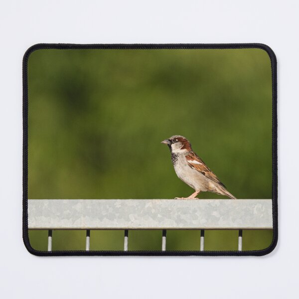 Item preview, Sparrow designed and sold by XaviFotografia.