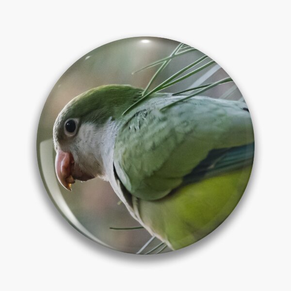 Item preview, Parrot designed and sold by XaviFotografia.