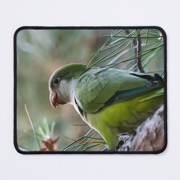 Item preview, Parrot designed and sold by XaviFotografia.