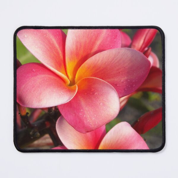 Item preview, Pink plumeria #9, Big Island, Hawai'i designed and sold by JDY Studio Designs.