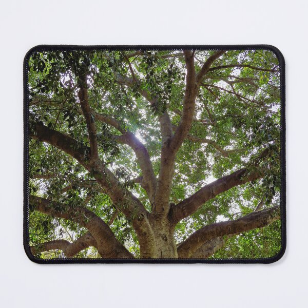 Item preview, Ficus designed and sold by Lunar-Dragon.