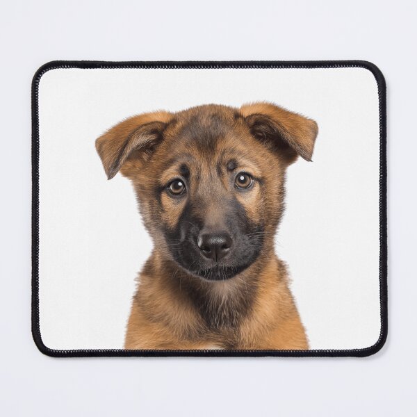 Item preview, Adorable Chinook puppy for Cute Chinook puppy lovers designed and sold by LazyOwlStore.