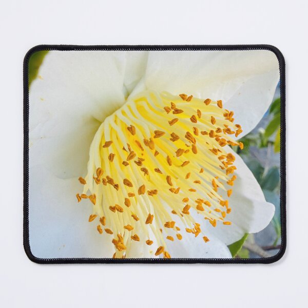 Item preview, Elegant White Camellia with Golden Stamens designed and sold by BalkanBloom.