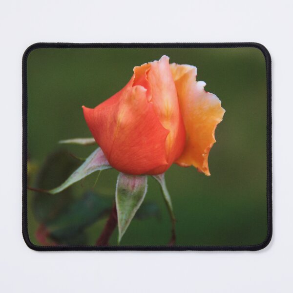Item preview, Rose Bud in Orange designed and sold by JEZ22.