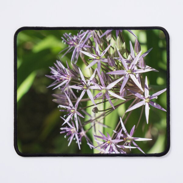 Item preview, Silvery Purple Star of Persia Allium Flower designed and sold by Georgia Mizuleva.