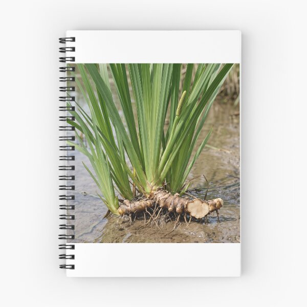 Item preview, Sweet Flag (Acorus calamus) — Medicinal Wetland Plant with Exposed Rhizome designed and sold by Mindful Heritage.
