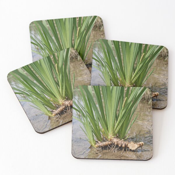 Item preview, Sweet Flag (Acorus calamus) — Medicinal Wetland Plant with Exposed Rhizome designed and sold by Mindful Heritage.