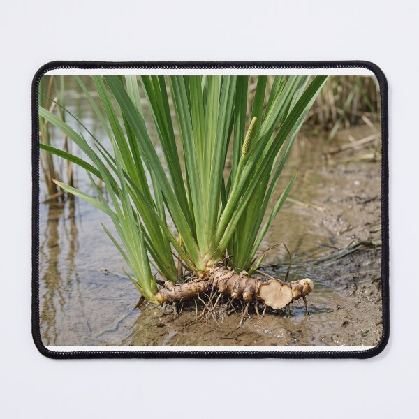 Item preview, Sweet Flag (Acorus calamus) — Medicinal Wetland Plant with Exposed Rhizome designed and sold by Mindful Heritage.