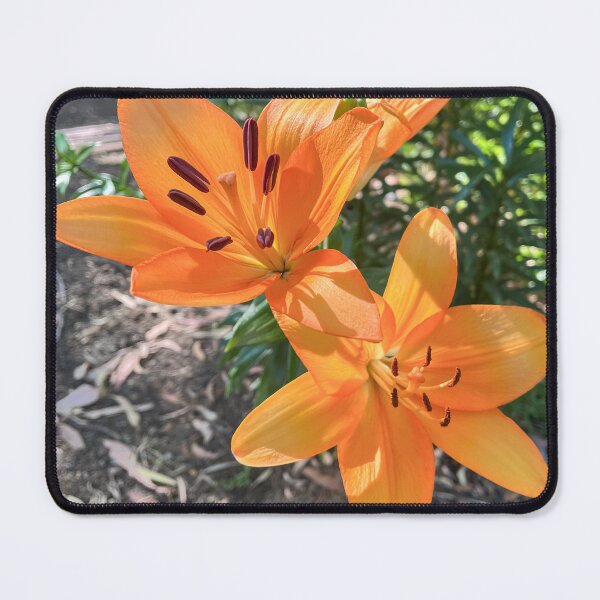 Item preview, Orange Lily Flowers Blooming In Summer Garden Photography designed and sold by Be Captured by Brittany Emma.
