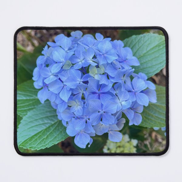 Item preview, Blue Hydrangea Flower Cluster Garden Photography designed and sold by Be Captured by Brittany Emma.
