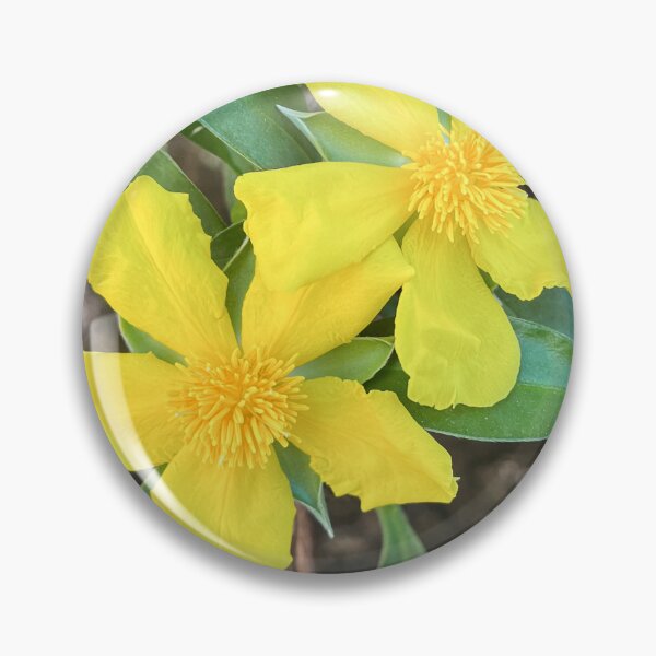 Item preview, Yellow Native Snake Vine Australian Wildflower Photography designed and sold by Be Captured by Brittany Emma.