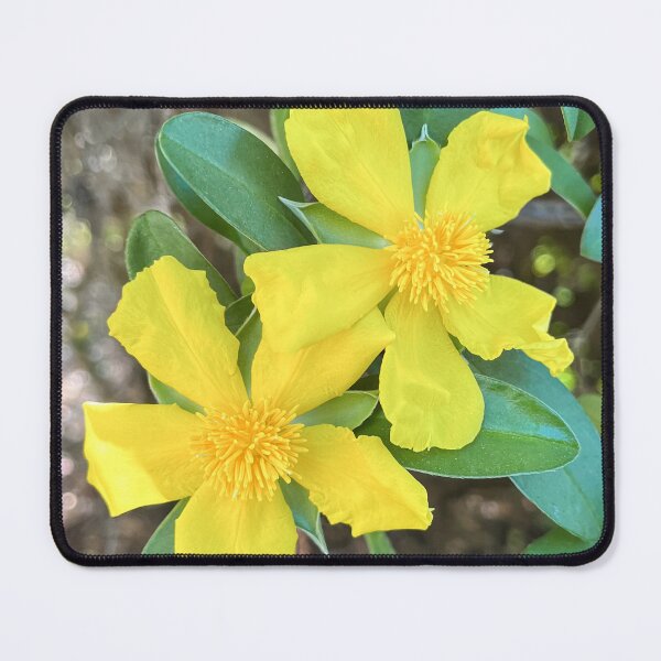 Item preview, Yellow Native Snake Vine Australian Wildflower Photography designed and sold by Be Captured by Brittany Emma.