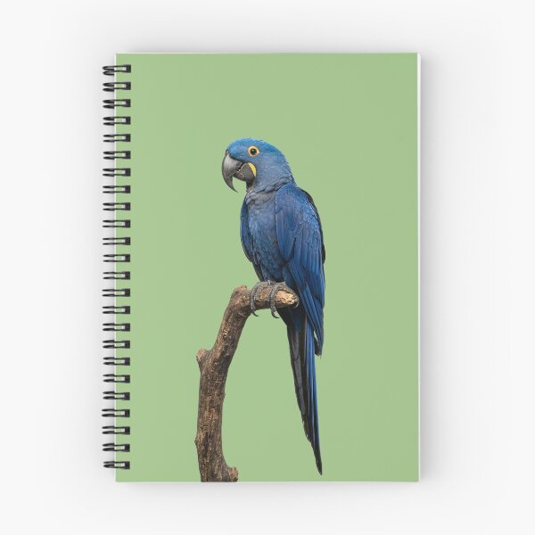 Item preview, Hyacinth Macaw designed and sold by ArunDandiboina.